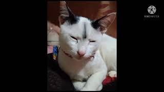 എന്റെ കഥ part 1 / maniyan the cat