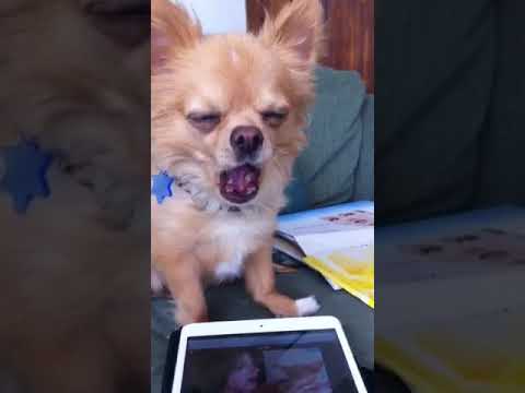 Chihuahua Song - YouTube