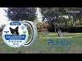 Pumek- Best flea tick collar for dogs