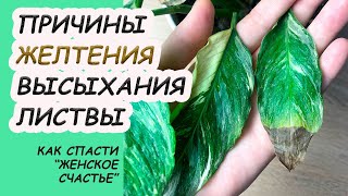 Сохнут и желтеют листья СПАТИФИЛУМА. Классификация причин, что делать?