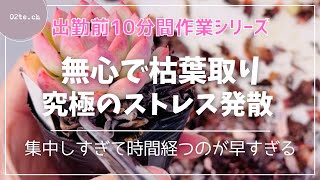 【多肉植物#185】【出勤前作業】ひたすら枯葉取り🍂やり始めると無心になれる。タニラーの究極のストレス発散✨