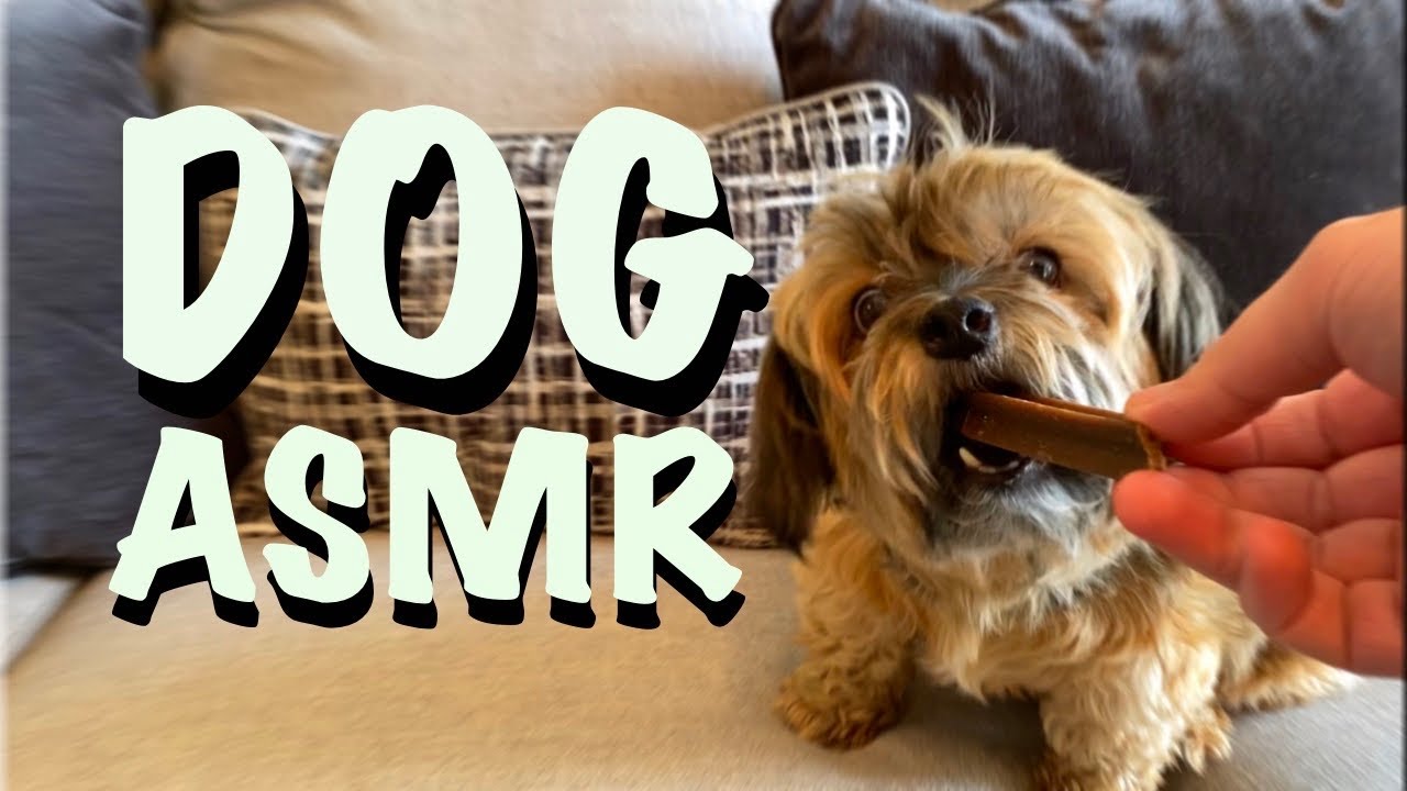 Asmr Dog Eating Sounds My Dog Tries Asmr Youtube