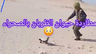 شاهد مطاردة حيوان الضربان الخطير في الصحراء الجنوب الشرقي|A skunk in the desert