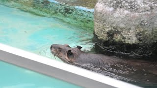 アメリカビーバー の『よう』 (東武動物公園) 2020年9月18日