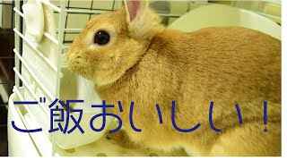 うさぎさんにエサを上げました。夢中で食べてる姿もかわいい。