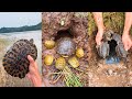 Catching Seafood 🦐🦀 Deep Sea Octopus (Catch Crab, Catch Fish) đi đào hang rùa tai đỏ (day 3)