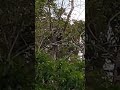 Monkey/Beruk Siamang Makan Pucuk Pokok Getah(Kuala Lipis Pahang Malaysia-Sept 2022)