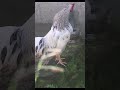 🐓 rooster crowing short wake up to nature s alarm clock