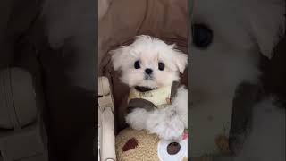 可爱的马尔济斯犬 #宠物 #pets #马尔济斯 #cute #puppy #dog #maltipoo #cutedog #狗狗 #animals #瑪爾濟斯 #宠物生活 #萌宠