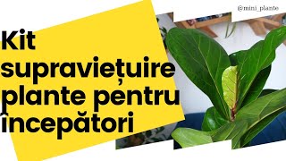 Esti la inceput cu plantele de interior? Uite cateva sfaturi utile si produse care sa te ajute