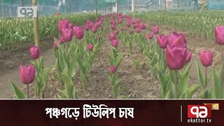 পঞ্চগড়ে ৮ নারী কৃষকের টিউলিপ চাষ | Tulip Cultivation | News | Ekattor TV