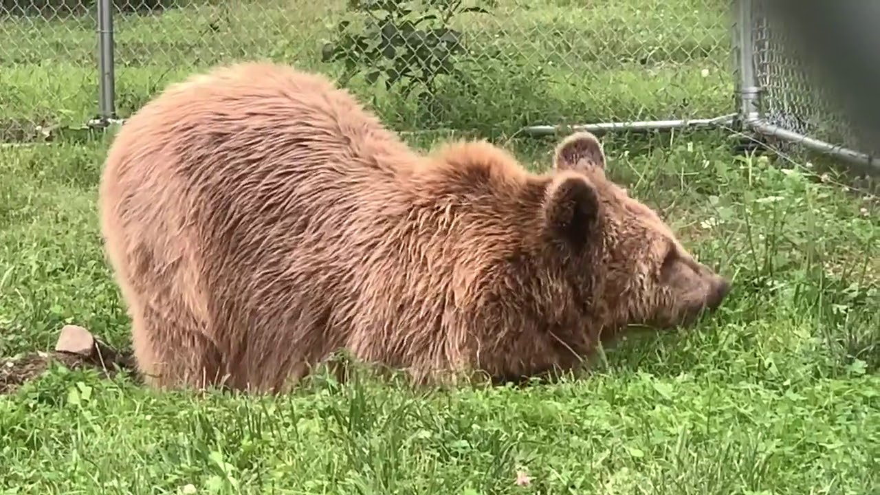 Jenny Digging A Hole. A Little Known Fact About Bears Is That They ...