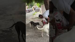 122th Day's of Initiative with Deshi Dog's 🐾🦮 II #shorts #ytshorts #trendingshorts #shortsfeed #dog