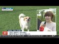 반려견과 함께 뛰놀아요…인천 송도 도그파크 인기 연합뉴스tv yonhapnewstv