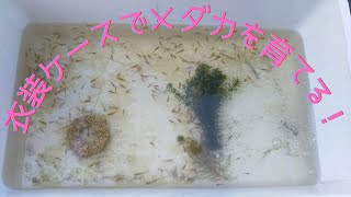 【閲覧注意】メダカにボウフラを食べさせてみたよ！