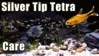 A Hardy Tetra! Silver Tip Tetra Care and Breeding