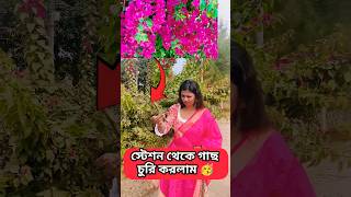 স্টেশন থেকে বোগেনভেলিয়ার ডাল চুরি করলাম 🙂❤️... দিন দিন আর কত নিচে নামবো? 😱 #gardening #shorts