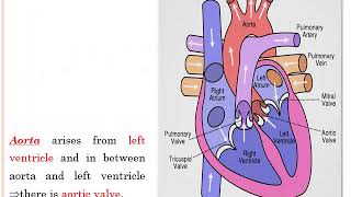 Cardiovascular physiology: Lecture 1: Introduction to CVS