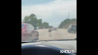 Emu captured running on north Houston road