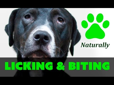 How to STOP your dog from LICKING and BITING PAWS Naturally! How to STOP your dog from LICKING and BITING PAWS Naturally!