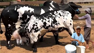 World Biggest Most Expensive Nelore Cow || Nelore Pintado Cow