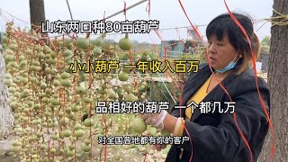 山东两口种葫芦出名了，一年种80多亩、年收入百万，越丑的越值钱