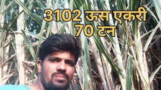 3102 variety एकरी 70 टन पर्यंत avarage  व्हिडिओ पूर्ण बघा.