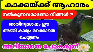 കാക്കയ്ക്ക് ആഹാരം നൽകുന്നവരാണോ നിങ്ങൾ എങ്കിൽ ഈ കാര്യം അറിയാതെ പോകരുത്