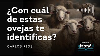 Devocional │ ¿Con cuál de estas OVEJAS te IDENTIFICAS?