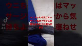 ウニちゃんを気持ちよさそうに寝せます。