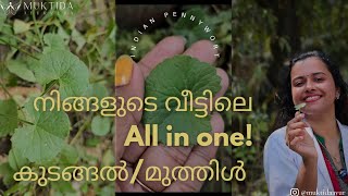 അറിയാം കുടങ്ങലിന്റെ ഔഷധഗുണങ്ങൾ. Kudangal/Kodakan /Muthil/Centella asiatica