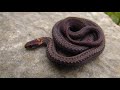 catching a red bellied snake