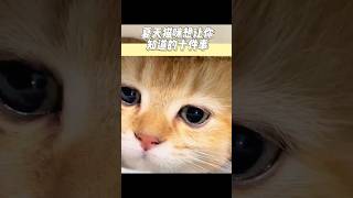 夏天养猫需要注意什么 #猫咪 #cat #猫咪的迷惑行为 #pets #新手养猫 #cute #猫 #貓咪 #萌寵