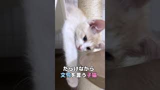 【生後3ヶ月】だらけながら文句を言う子猫#shorts