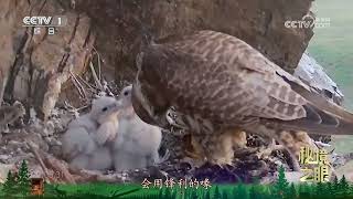 《秘境之眼》 猎隼 20241128 |  CCTV