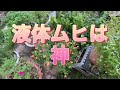 【大雨　酷暑】お花が枯れまくる　こんな夏もある。