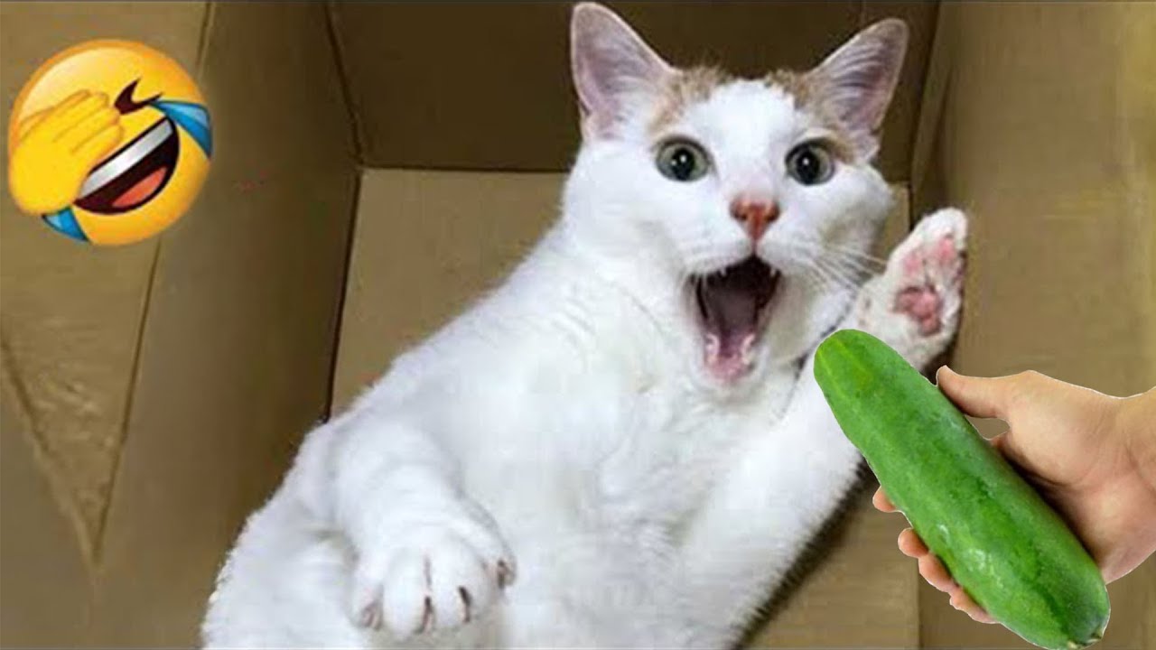 Funny Cat Video Compilation ёяш World S Funniest Cat Videos ёяшвfunny Cat