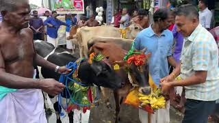 மேளதாளங்கள் முழங்க அமைச்சருடன் சிறப்பான பட்டி பொங்கல் கொண்டாட்டம்  வியந்து பார்த்த வெளிநாட்டவர்கள்