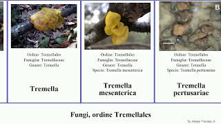 Fungi, ordine Tremellales fungus frondosa foliacea Ductifera aurantia General One rhizocarpicola