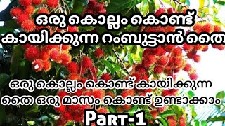 ഒരു കൊല്ലം കൊണ്ട് കായ്ക്കുന്ന റംബൂട്ടാൻ തൈ..പെട്ടന്ന് കായിക്കുന്ന തൈകൾ ഇങ്ങനെ ഉണ്ടാക്കാം||#rambutan