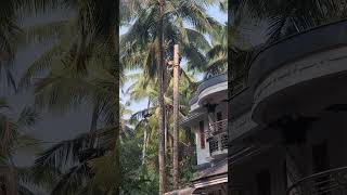 Coconut tree cutting #kerala