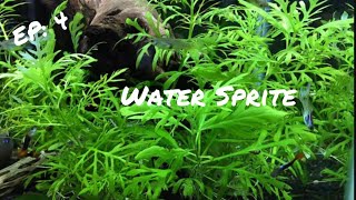 BEGINNER PLANT: Water Sprite