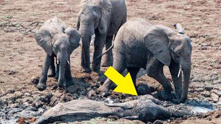 Baby Elephant And Its Mother BothTrapped In The Mud Because They Wouldn't Be Separated