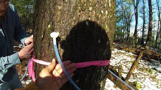 Tapping our Maple Trees for the 2018 Maple Syrup Season