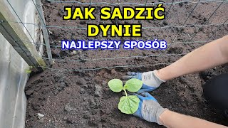 Jak sadzić Dynie - Najlepszy sposób na sadzenie Dyni | Uprawa Dyni Hokkaido na Podporach, po Gruncie