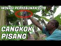 Pak Ndul - TEKNIK CANGKOK PISANG