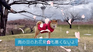 雨の日のお花見🌸も悪くないよ🎶