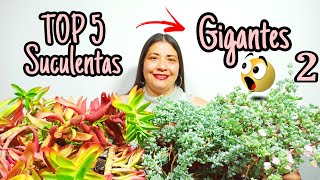 5 Suculentas GIGANTES QUE DEBES TENER EN CASA | SON HERMOSAS 🌳