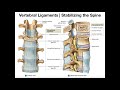 The Major Ligaments of the Spine