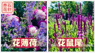 两周花期特长的多年生小花 - 杂交赏花薄荷 Hybrid Catmint 和 赏花鼠尾草 Garden Sage